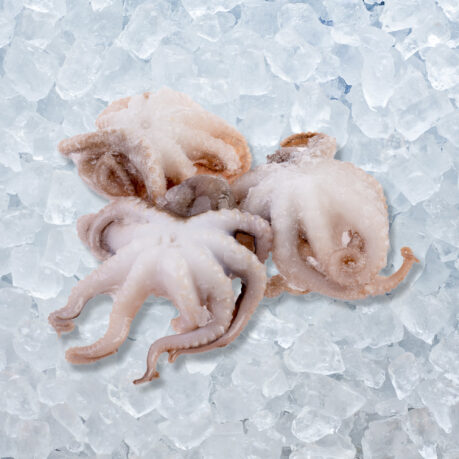Chobotnice obecná – Baby Octopus 40/60